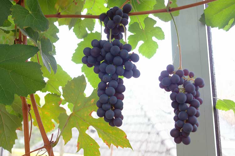 De trap met ingebouwde kasten geeft toegang tot de zonnekamer - een beglaasde kas met druivenrank de vanaf de begane grond elf meter naar boven groeide.