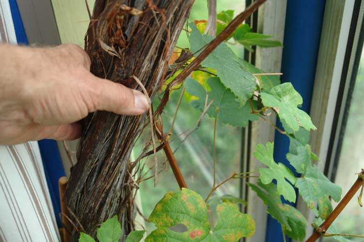 De polsdikke druivenrank groeit langs de zijvensters van de uitstekende omhoog.