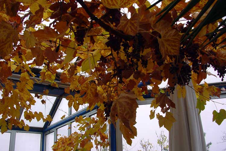 De polsdikke druivenrank groeit langs de zijvensters van de uitstekende omhoog.